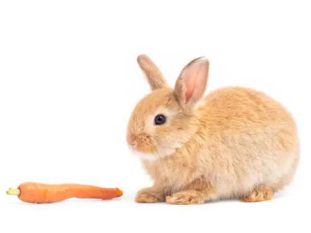 Photo of Orange-brown cute baby rabbit eating baby carrots. Lovely action of young rabbit on white background.