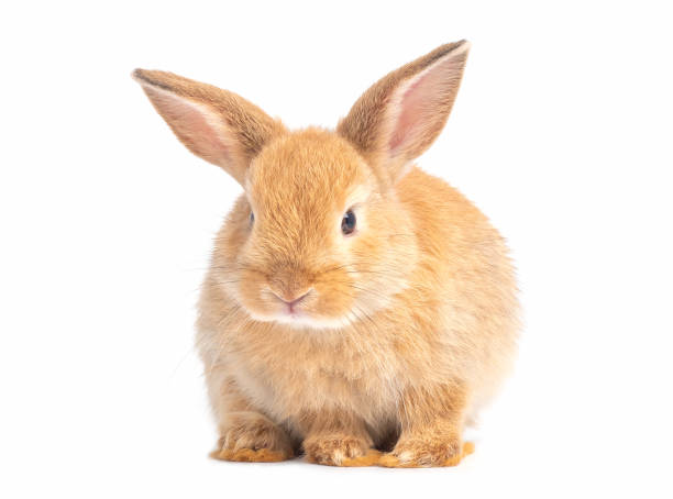istock Brown cute baby rabbit isolated on white background. Lovely young brown rabbit step. 1217850019