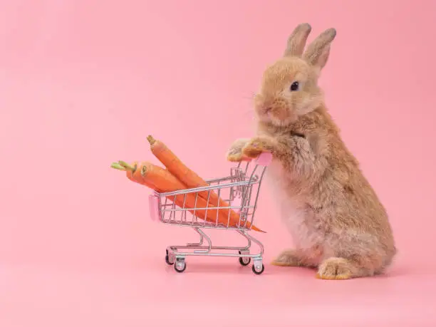 Photo of Brown cute baby rabbit standing and hold the shopping cart with baby carrots.  Lovely action of young rabbit as shopping.
