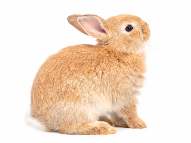 istock Red-brown cute rabbit sitting and the face upward isolated on white background. Side view of lovely young rabbit sitting. 1217850032