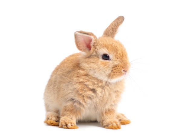 istock Brown cute baby rabbit isolated on white background. Lovely brown rabbit sitting. 1217850043