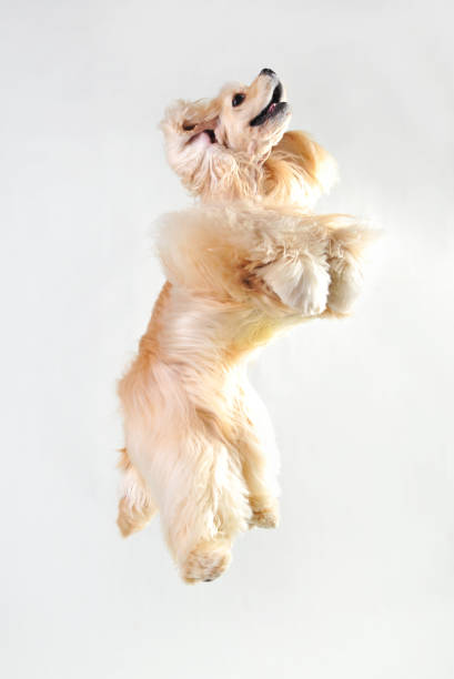 istock Fawn cocker spaniel in a jump on a white background 1217851824