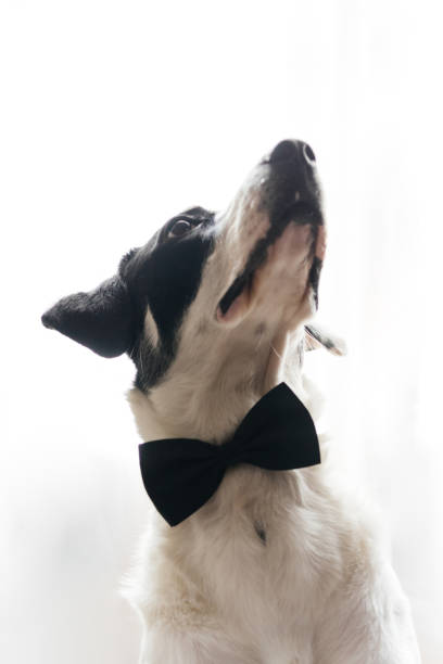 istock Labrador dog in a black bow tie. Best friend concept. 1217851842