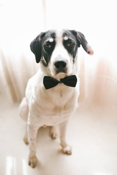 istock Labrador dog in a black bow tie. Best friend concept. 1217851853