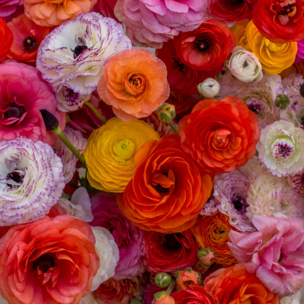 istock Background of colorful flowers. 1217853228