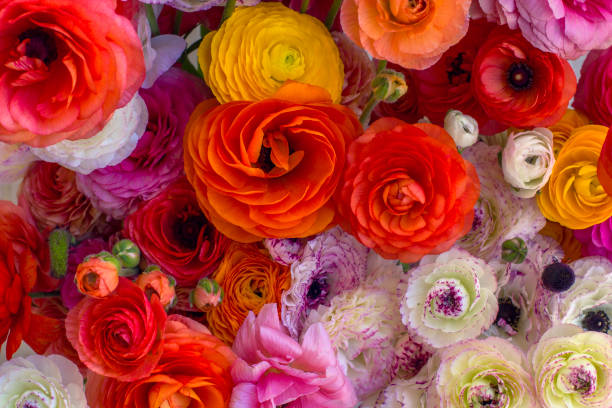 istock Background of colorful flowers. 1217853340