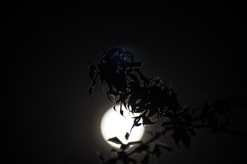 Supermoon in contrast with leaf silhouette