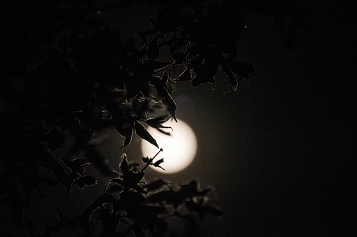 Supermoon in contrast with leaf silhouette