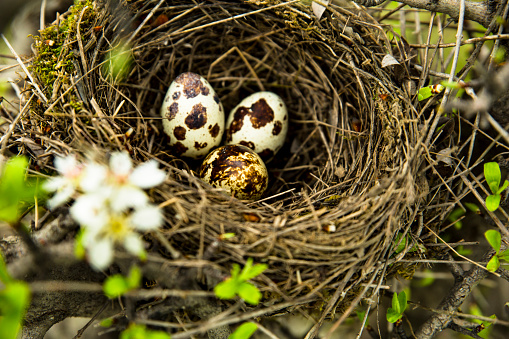 3 bird eggs in bird's nest on the tree.