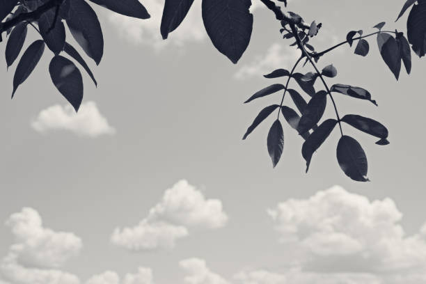 Branches of walnut (Juglans regia) with young spring leaves and sunny sky with clouds. Black and white retro toned landscape.
