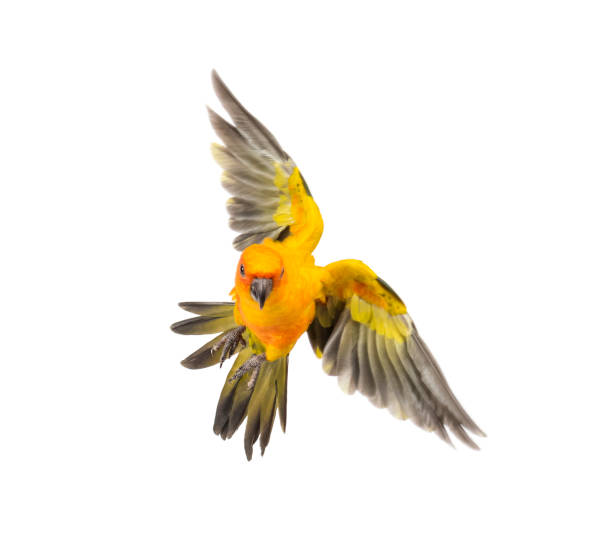 istock sun parakeet, bird, Aratinga solstitialis, flying, isolated 1217856193
