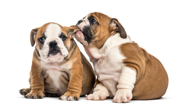 istock Bulldog puppies cuddling, isolated on white 1217856203