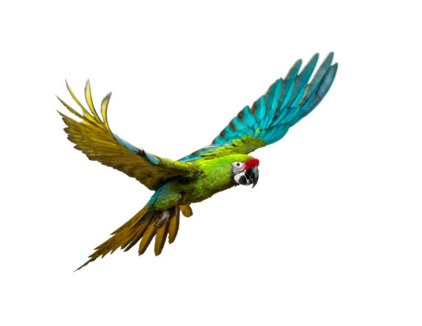 istock Military macaw, Ara militaris, flying, isolated on white 1217856236