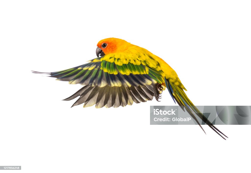 12 Loại Chim Conure Tốt Nhất ⋆ Cá cảnh mini