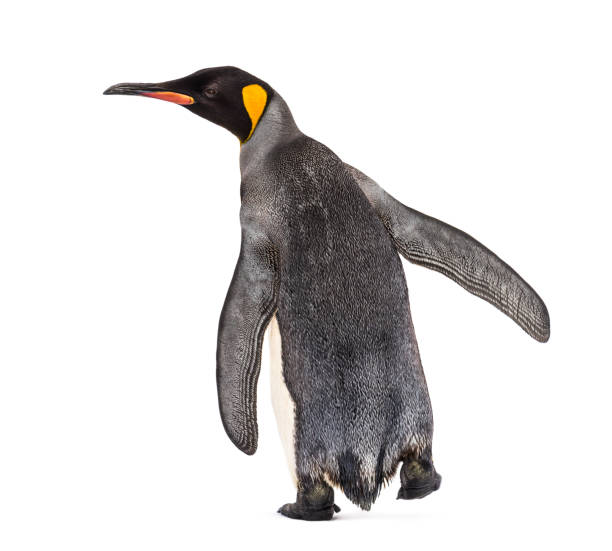 istock Back view of a king penguin isolated on white 1217856279