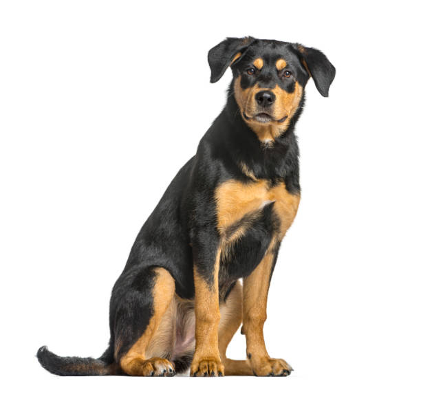 mixed breed dog sitting and looking at the camera, isolated on white