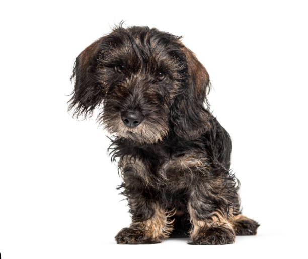 istock Dachshund dog lloking at the camera, isolated on white 1217856313