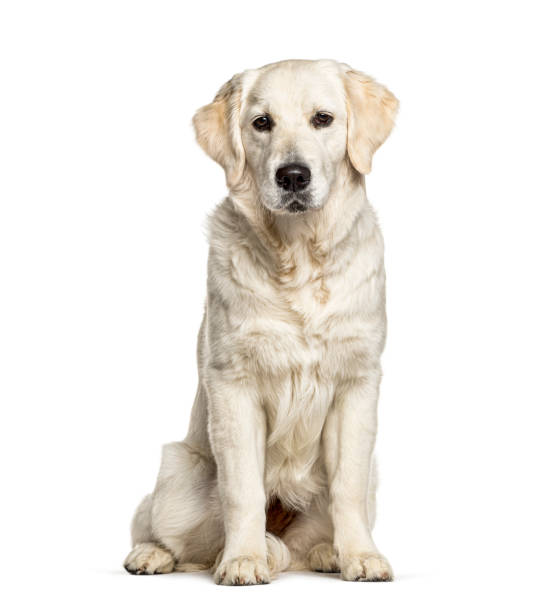 istock Golden Retriever, isolated on white, dog 1217856325