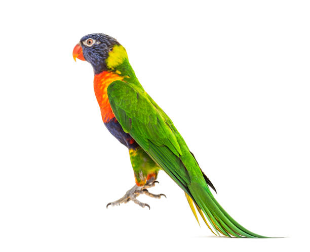 istock Rainbow Lorikeet jumping, Trichoglossus moluccanus, isolated 1217856358
