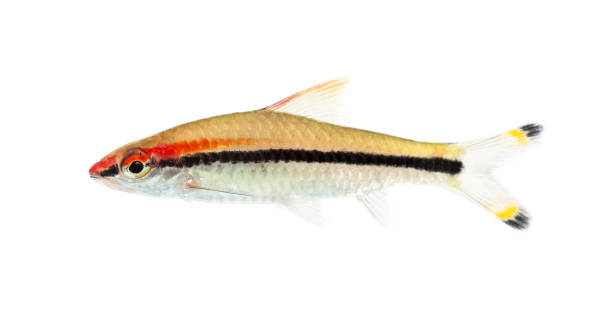 istock Side view of a Denison barb, Sahyadria denisonii, isolated on white 1217856363
