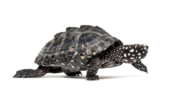 istock Side view of a Walking Black pond turtle, Geoclemys hamiltonii, isolated 1217856379