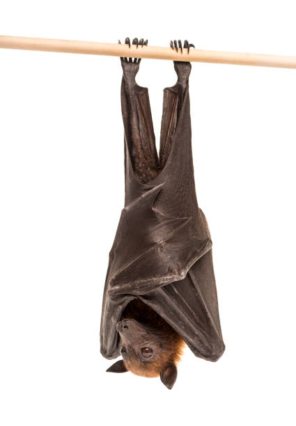 Lyle's flying fox hanging from a branch, Pteropus lylei, isolated Lyle's flying fox hanging from a branch, Pteropus lylei, isolated fruit bat stock pictures, royalty-free photos & images