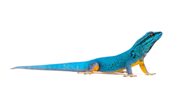 istock Electric blue gecko, Lygodactylus williamsi, isolated 1217856460