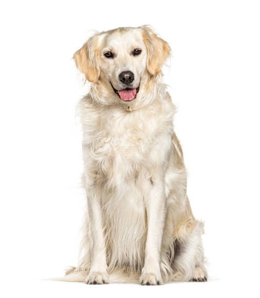 istock Sitting Golden Retriever dog panting, isolated on white 1217856489