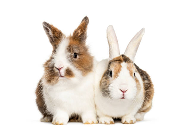 istock Two Rabbits sitting together, isolated on white 1217856501