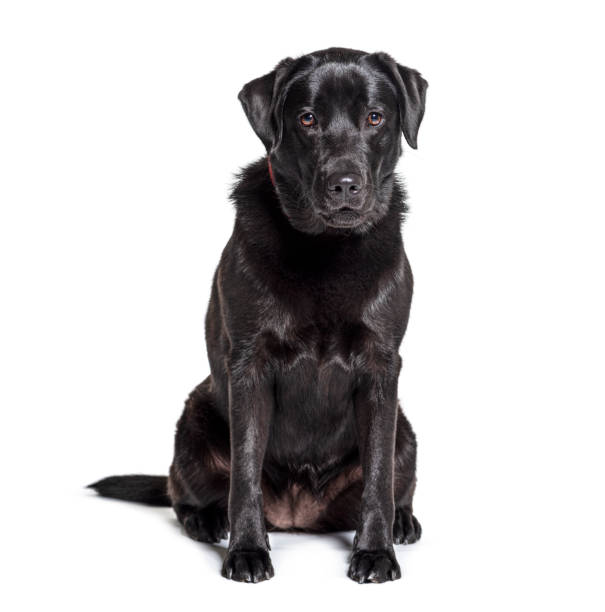 istock Black Labrador Retriever sitting, isolated on white 1217856531
