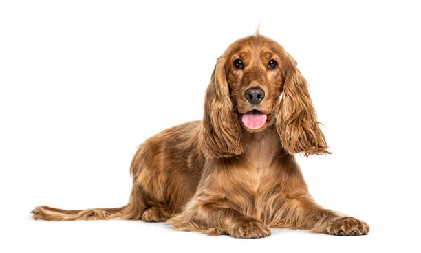 panting english cocker spaniel acostado, aislado sobre blanco - cocker spaniel fotografías e imágenes de stock