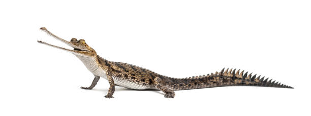 réutiliser la facette d’un jeune crocodile mangeur de poissons, gavial, gavialis gangeticus, isolé sur le blanc - gavial photos et images de collection