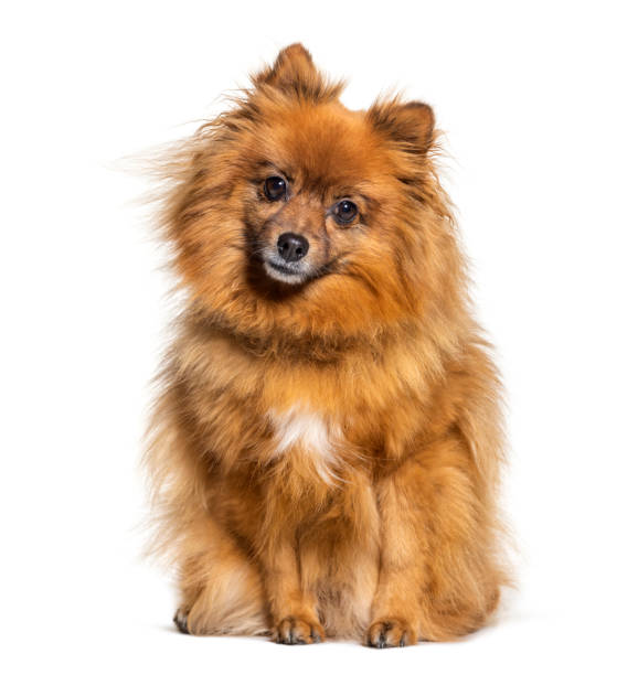 istock Sitting Keeshond looking at the camera, isolated on white 1217856615