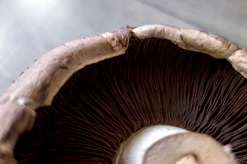 portobello mushroom on a wooden table