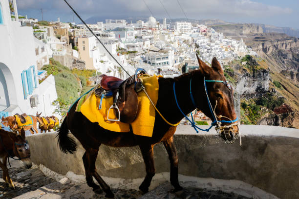 istock Donkey walking up steps in Santorini, Greece 1217858199