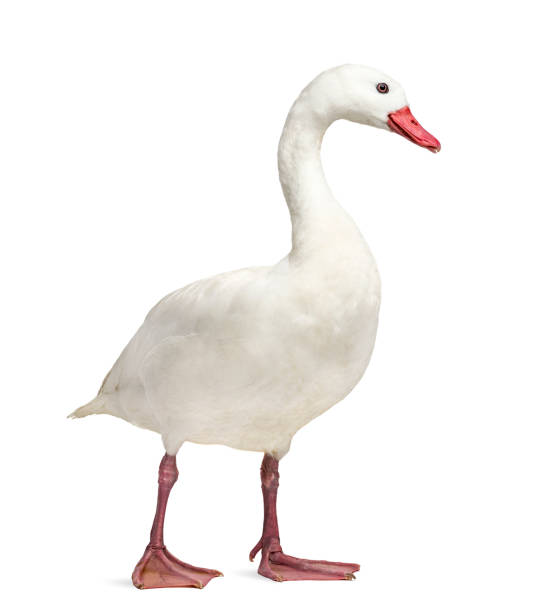 istock Waterfowl syanding, isolated on white 1217860810