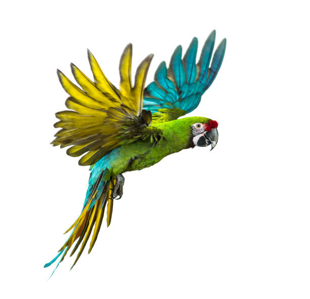 red parrot close up horizontal still