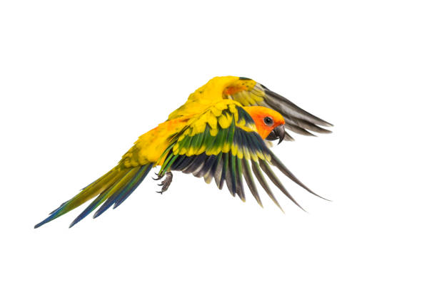 istock sun parakeet, bird, Aratinga solstitialis, flying, isolated 1217860899