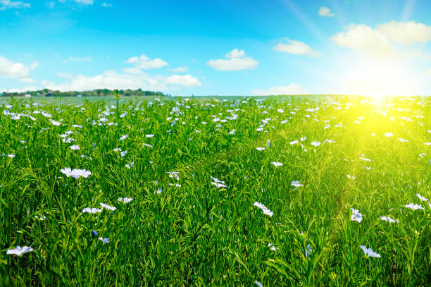 istock Field with flowering flax and sun rise on blue sky. 1217860910