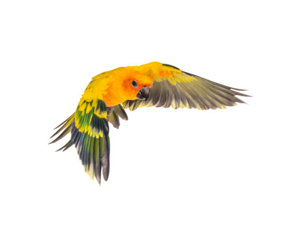 istock sun parakeet, bird, Aratinga solstitialis, flying, isolated 1217860974