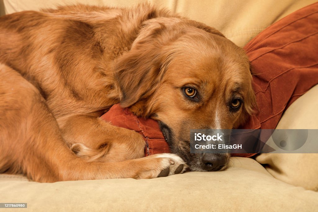 Dog Portrait Portrait of a dog in the living room Animal Stock Photo