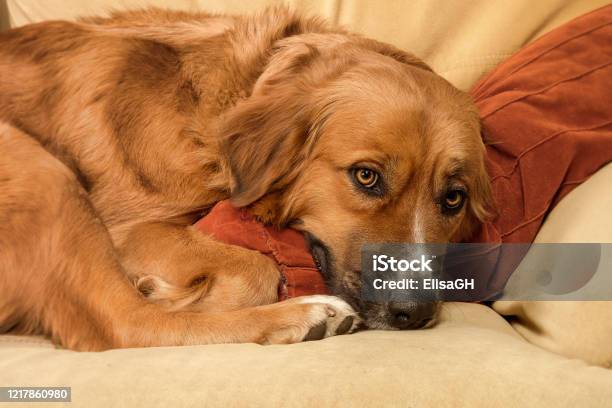Dog Portrait Stock Photo - Download Image Now - Animal, Animal Body Part, Animal Eye