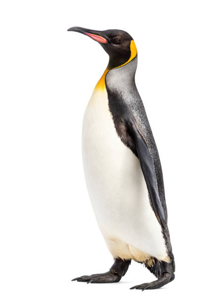 istock Side view of a king penguin walking, isolated on white 1217861098