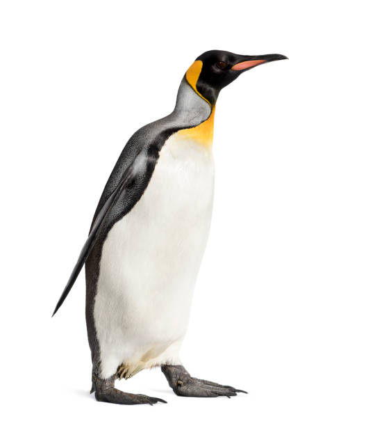 istock Side view of a king penguin walking, isolated on white 1217861116