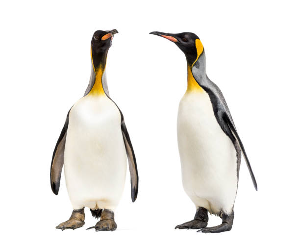 istock Two King penguins looking each other, isolated 1217861138