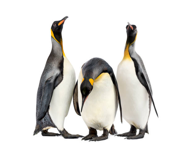 istock King penguins walking in a row, isolated 1217861203