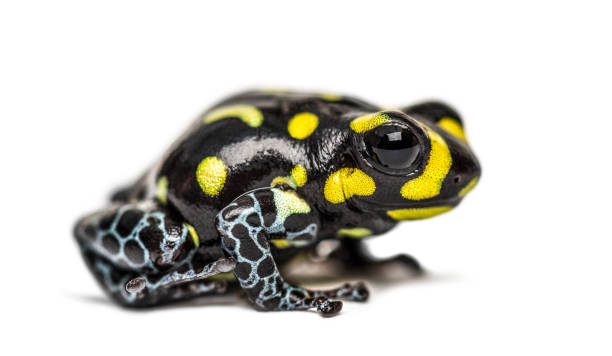 istock Spotted poison frog, Spotted poison frog, isolated on white 1217861266