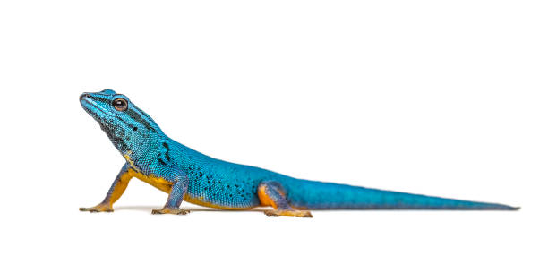 istock Electric blue gecko, Lygodactylus williamsi, isolated 1217861342
