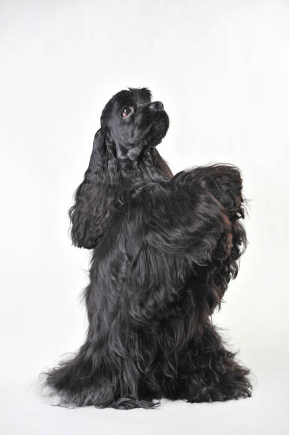 istock A black haired cocker spaniel beggs on a white background 1217861353