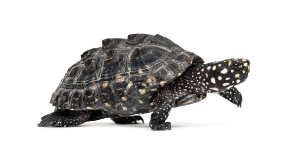 istock Side view of a Walking Black pond turtle, Geoclemys hamiltonii, isolated 1217861356